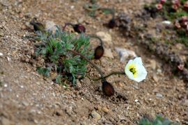Papaver-dahlianum_6.jpg