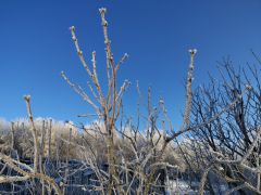 IMG_20250217_081836471_HDR.jpg