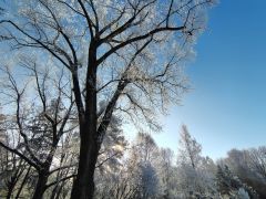 IMG_20250217_082510332_HDR.jpg