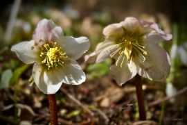 Helleborus niger L. subsp. macranthus (Freyn) Schiffn. -...