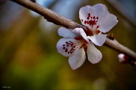 Prunus davidiana (Carrière) Franch. - brzoskwinia Davida...