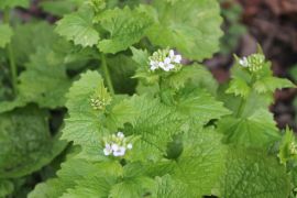 Alliaria petiolata (M.Bieb.) Cavara &amp; Grande -...