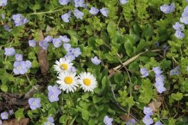 Bellis perennis L. - stokrotka pospolita i  Veronica...
