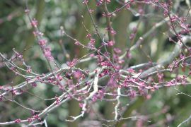 Cercis canadensis L. - judaszowiec kanadyjski.JPG