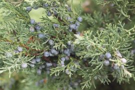 IMG_4762.JPG
