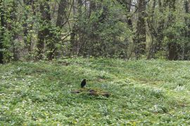 IMG_4825.JPG