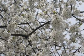 IMG_4842.JPG