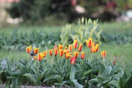 IMG_4850.JPG