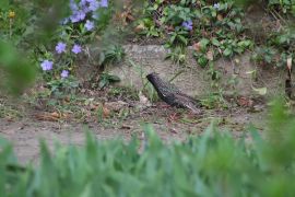 IMG_4899.JPG