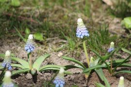IMG_4954.JPG