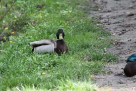 IMG_4959.JPG