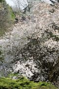 IMG_4995.JPG