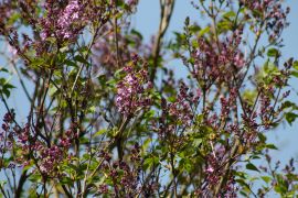 IMG_5005.JPG