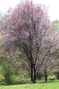 IMG_5021.JPG
