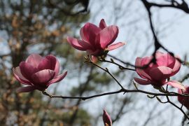 IMG_5031.JPG