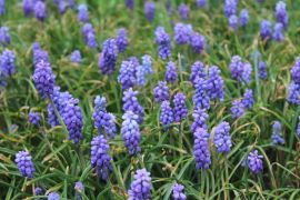 Muscari sp. Mill. - szafirki.JPG