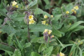 Nonea lutea DC. - zapłonka żółta.JPG
