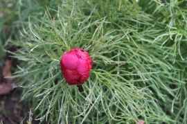 Paeonia tenuifolia L. - piwonia delikatna.JPG