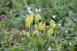 Primula veris L. - pierwiosnek lekarski.JPG