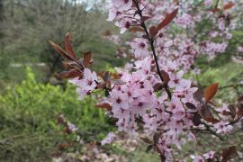 Prunus cerasifera 'Woodii' - śliwa wiśniowa...