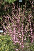 Prunus triloba 'Multiplex' - migdałek...