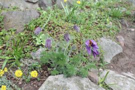 Pulsatilla vulgaris Mill. - sasanka pospolita.JPG