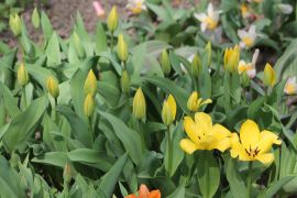 Tulip Fosteriana Candela.JPG