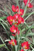 Tulip puchella Herb. Eastern Black.JPG