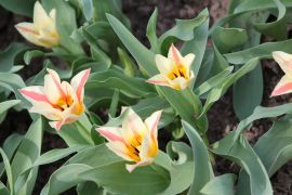 Tulipa greigii Regel Quebec.JPG