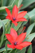 Tulipa praestans Hoog Unicum.JPG