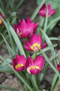Tulipa puechella Herb.'Persian Pearl'.JPG