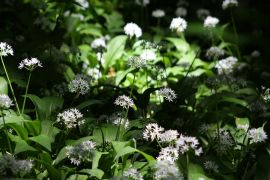 Allium ursinum L. - czosnek niedźwiedzi (fot. Monika...