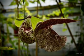 Aristolochia labiata Willd. (fot. Izabela Woch).jpeg
