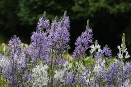 Camassia Quamash (Pursh) Greene - kamasja indiańska (fot....