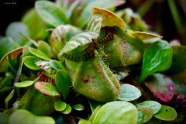 Cephalotus follicularis - Cefalotus bukłakowaty (fot....