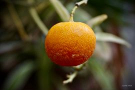 Citrus reticulata Blanco - mandarynka (fot. Izabela...