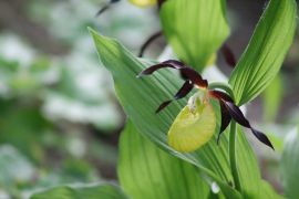 Cypripedium calceolus L. - obuwik pospolity (fot. Monika...