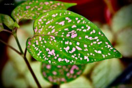 Hypoestes phyllostachya Baker - niedośpian kłosolistny...