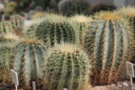 kaktusy z rodzaju Echinocactus (fot. Izabela Woch).JPG