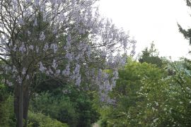 Kwitnąca Paulownia tamentosa (Thunb.) Steud. - paulownia...