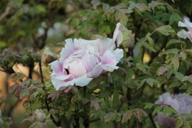 Paeonia suffruticosa - piwonia krzewiasta (fot. Monika...