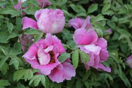 Paeonia x suffruticosa Andrews - piwonia drzewiasta (fot....