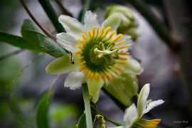 Passiflora biflora Lam. (fot. Izabela Woch).jpeg