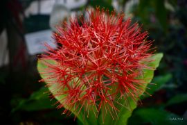 Scadoxus multiflorus (Martyn) Raf. - krasnokwiat...