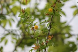 Vachellia farnesiana (L.) Wight &amp; Arn. - akacja...