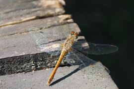 IMG_7942.JPG