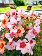 IMG_20250606_090602.jpg