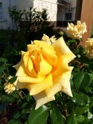 IMG_20250606_090948.jpg