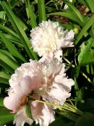 IMG_20250606_091007.jpg