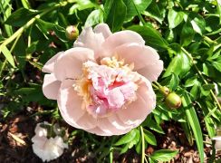IMG_20250606_091025.jpg